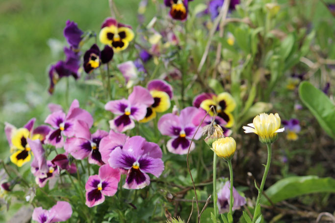 Pansies growing in our winter garden 2020