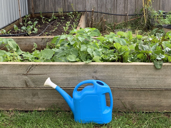 Watering time in our veggie patch - growing peas.