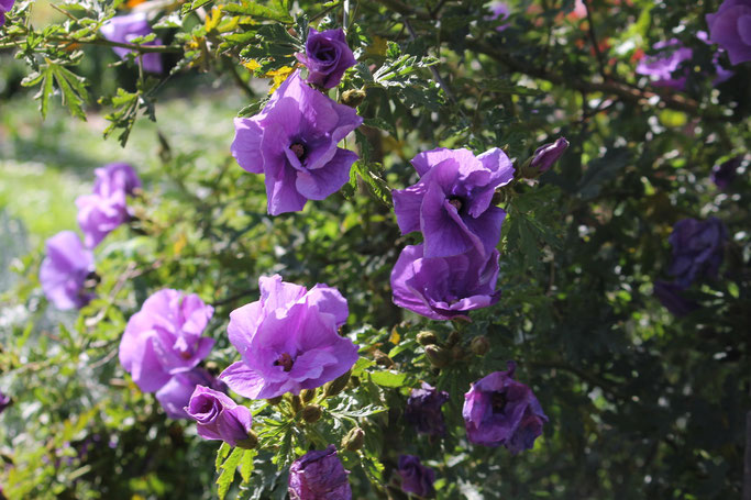 Native Hibiscus plant