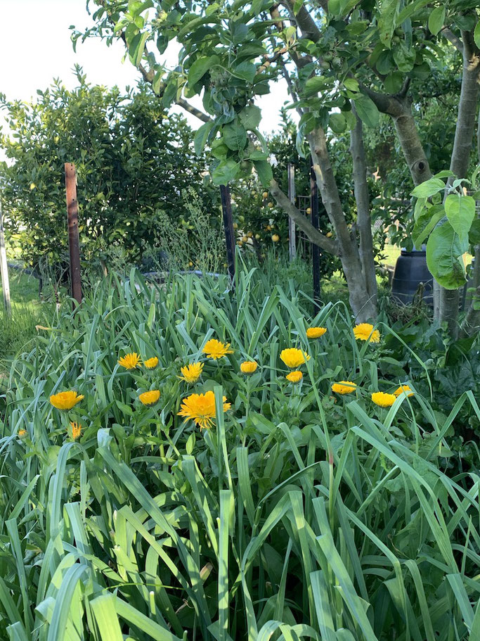 Companion Planting - Calendula with garlic