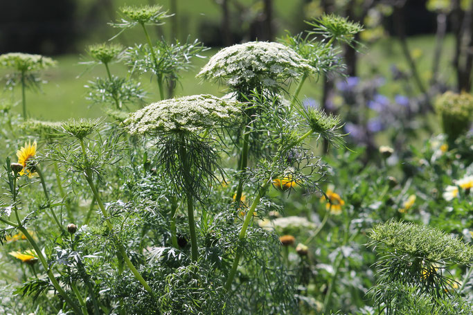 Queen Annes Lace growing in our winter garden 2020.