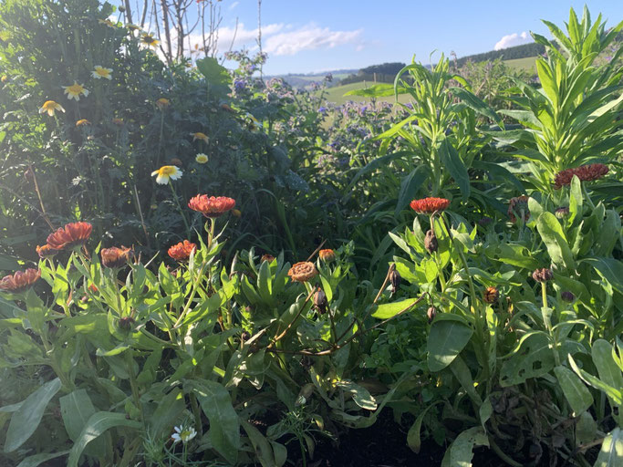 The winter flowers on a crisp sunny day