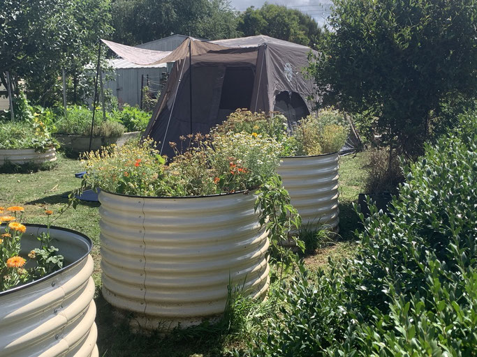 Camping in the vegetable garden.