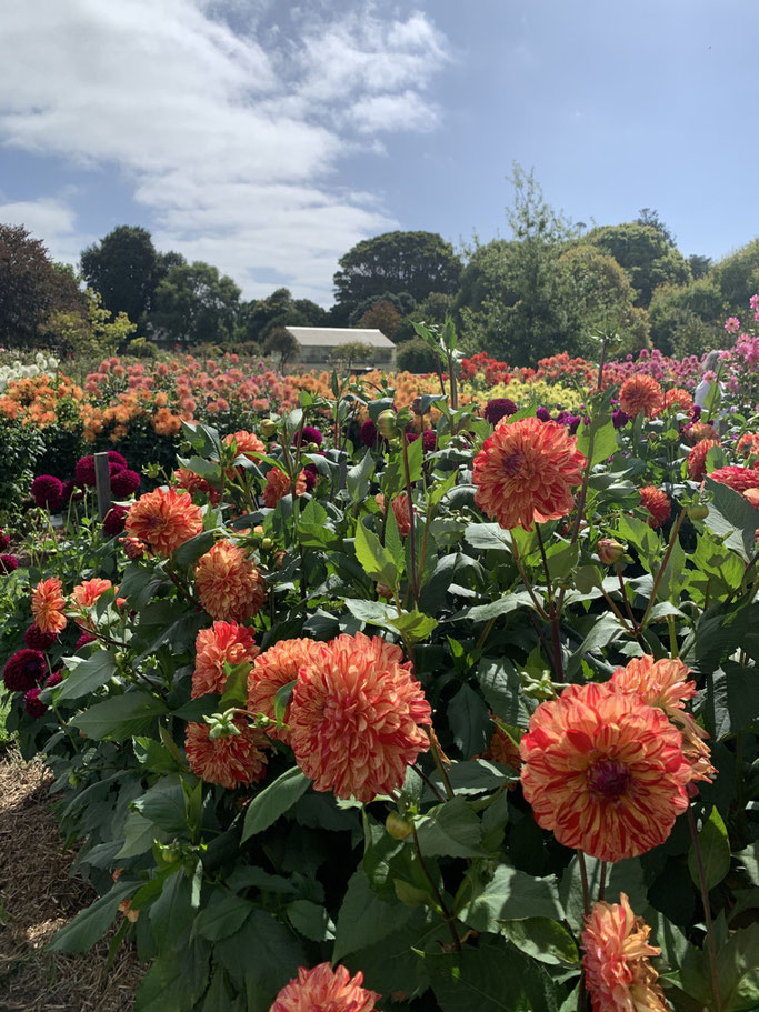 Portland Botanic Gardens - field of dahlia's with greenhouse.