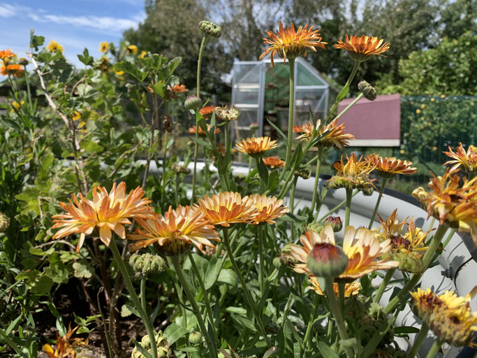 Calendula in the garden