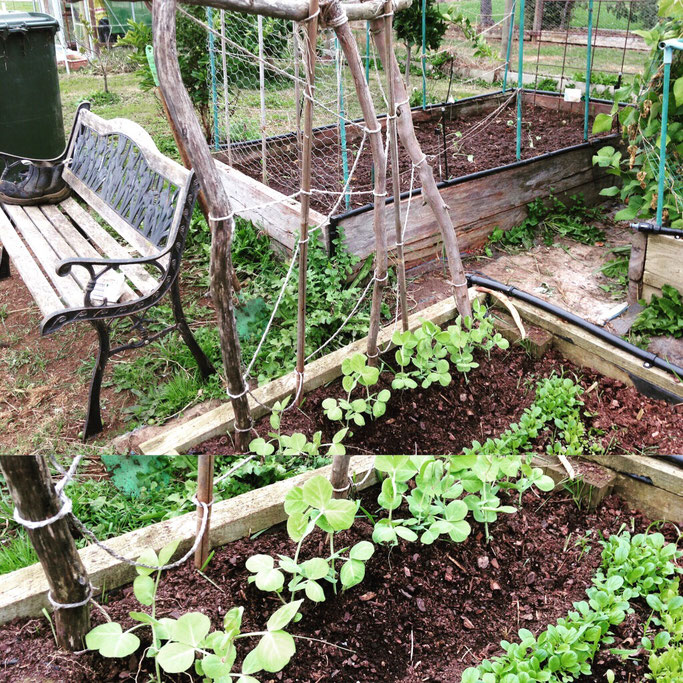 Growing peas along natural supports.