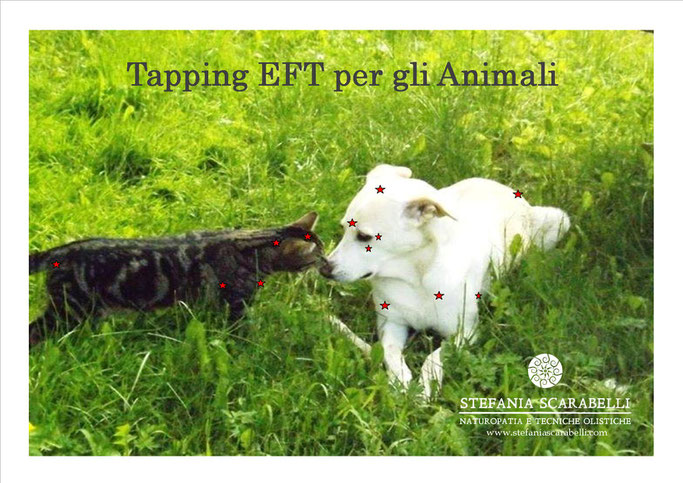 Punti del Tapping EFT Animali