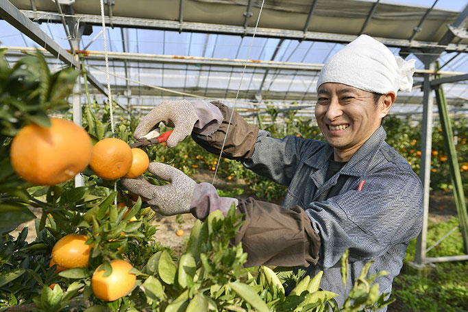 プレミアムフルーツ「完熟せとか」 - こだわりの果物ギフト販売 ひなた