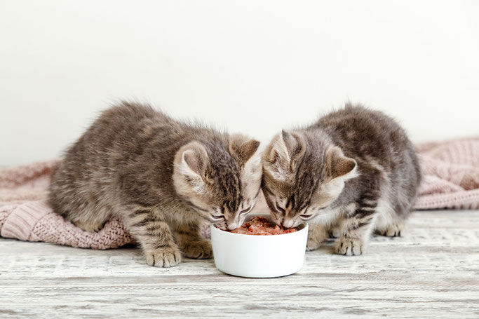 Die Kitten fressen friedlich nebeneinander