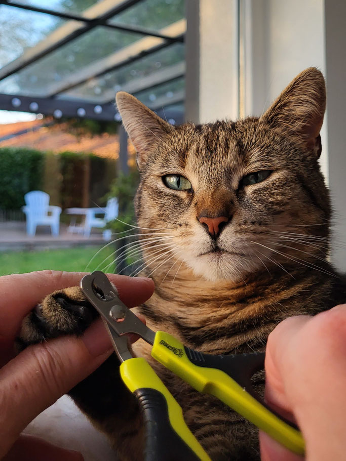 Eine spezielle Nagelschere für Katzen