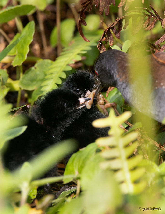 Galápagos-Ralle füttert ihre Küken - Foto: Agustin Gutiérrez
