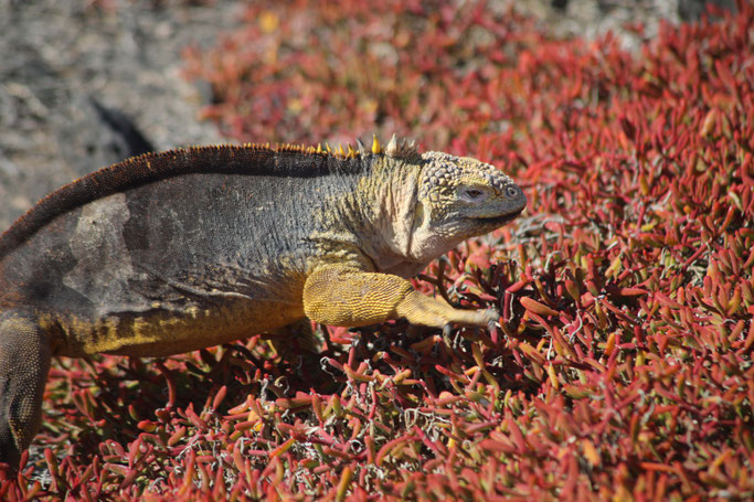 Landleguan auf Plaza Sur; Foto: D. Hölling