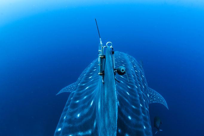 Whale shark with transmitter; Photo: Simon Pierce