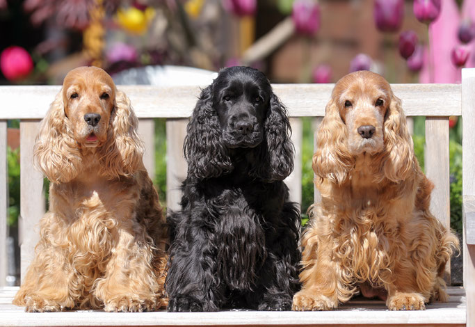 Holly,Ruby und Crazy 