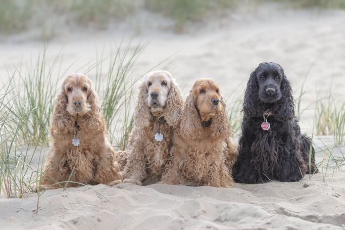 Fineenas Cocker - Crazy ,Honey,Holly und Ruby 