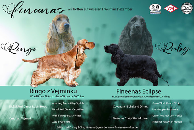 Wenn alles geklappt hat - erwarten wir im Dezember Welpen von Ruby und Ringo
