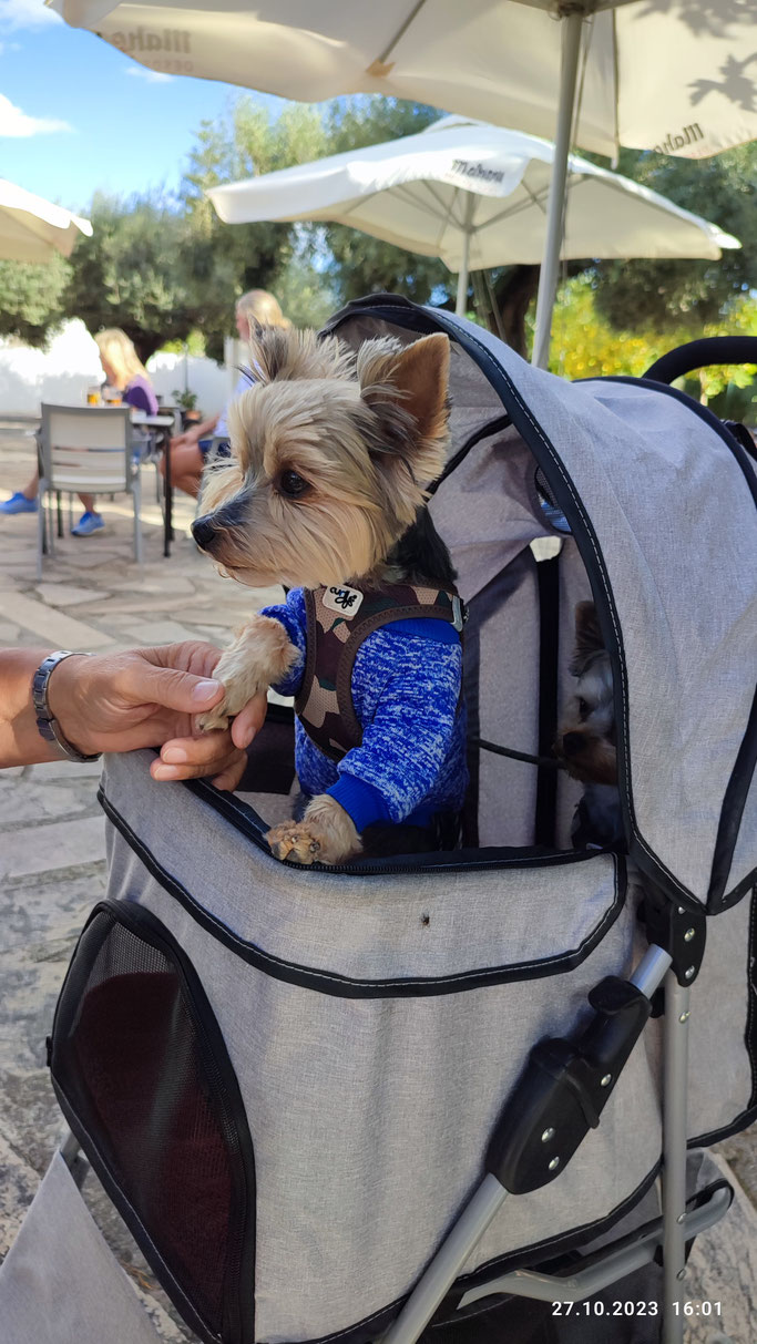 Enzo im Hundewagen beim Spätzle Fritz Spanien