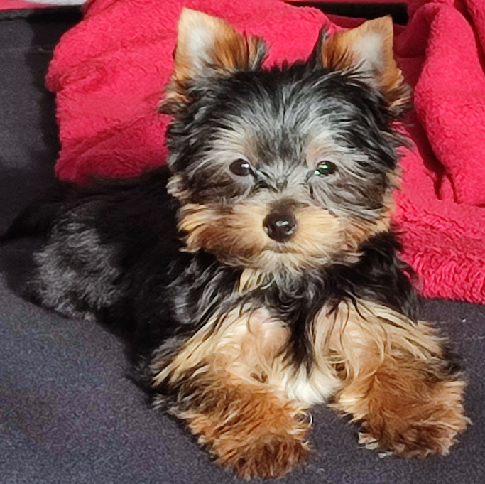 Franzi unser kleines Yorkie-Mädchen 