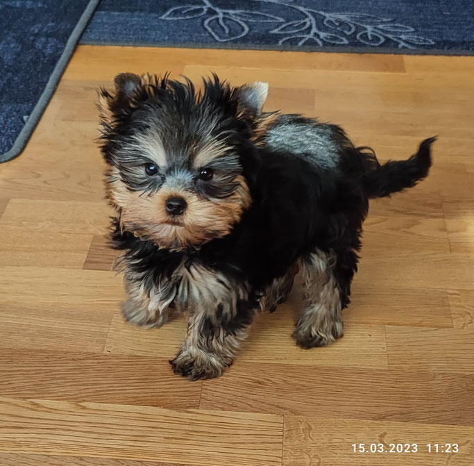 Dinky nach seinem ersten Friseur Termin - Dinky ist 14 Wochen alt.