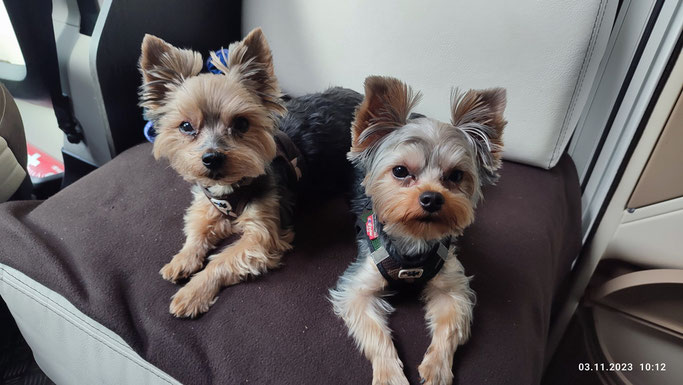 Enzo und Dinky im Nov.23