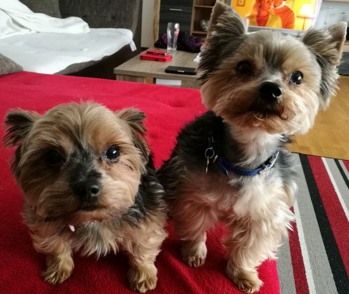 Amy und Enzo