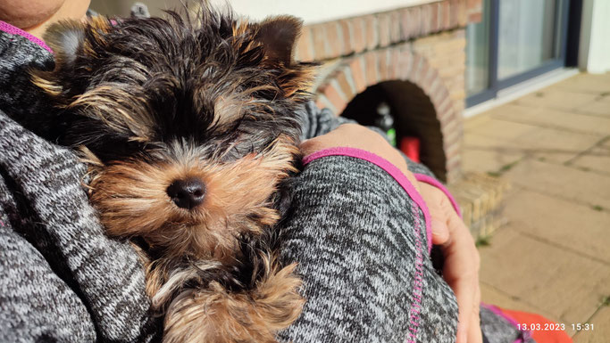 Unser kleiner Womo-Yorkie Dinky ist heute zum ersten mal im Garten