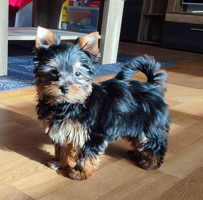 Franzi mit 3 1/2 Monate