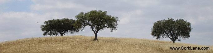 CorkLane_Korkbäume_Portugal