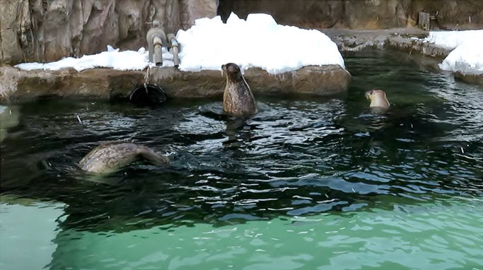 旭山動物園のゴマフアザラシ。