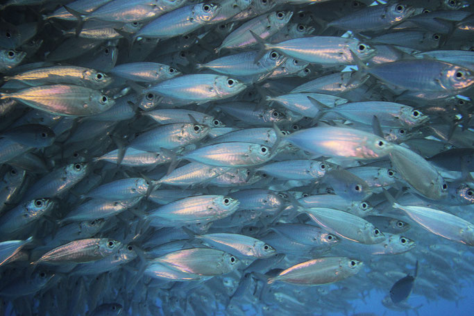 Fischschwarm, Masbango, Porto Mari, tauchen, Curacao