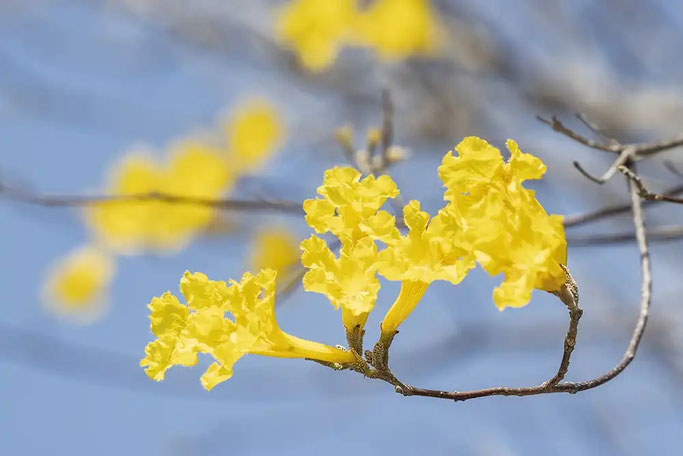 Leuchtend gelbe Blüte des Kibrahacha Baums auf Curacao
