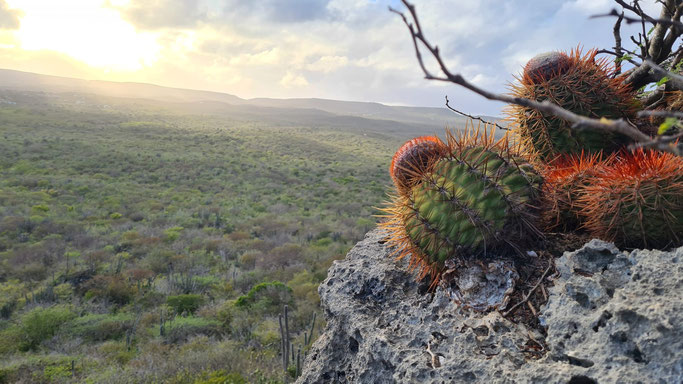 cactus-urlaub-curacao-ferienhaus-karibik