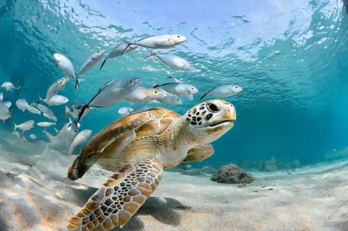 Schildkröte-urlaub-curacao-ferienhaus-pool