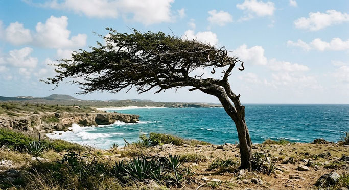 Divi - Divi - Baum - Curacao