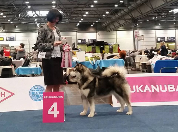 Icewolf malamutes sale