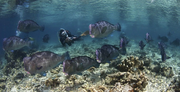 scuba diving in Sipidan