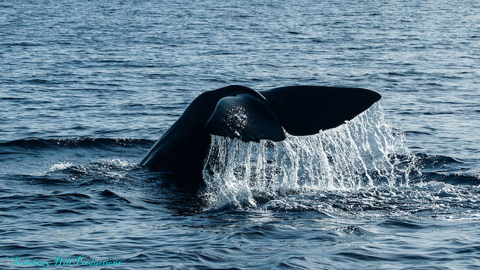 whale watching in dominica