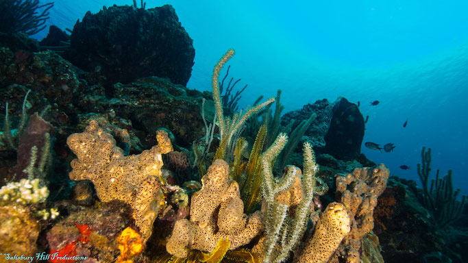 scuba diving in dominica