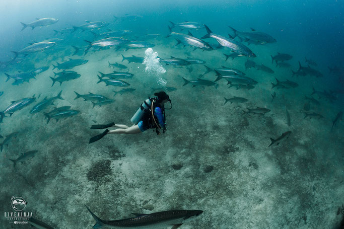 SCUBA DIVING IN XCALAK