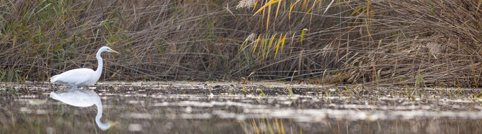 aigrette dans les roseaux, pour une fiduciaire ouverte au monde