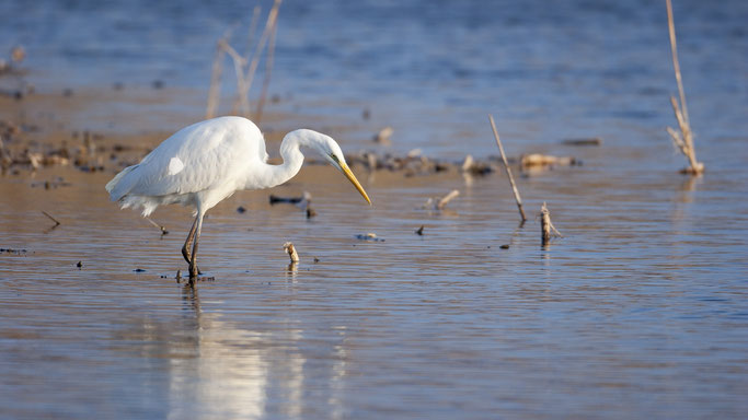 grande aigrette lac neuchatel