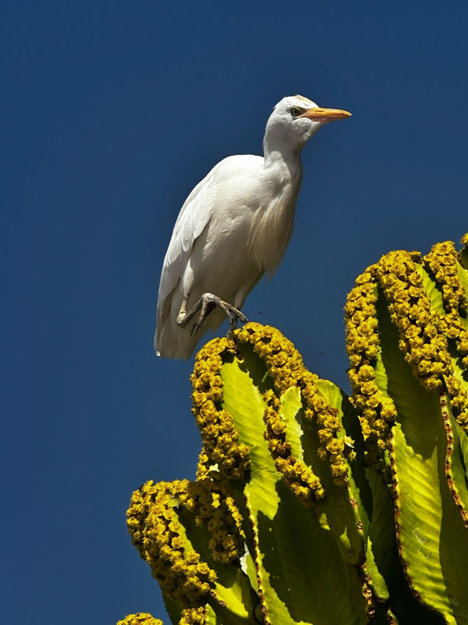 Vogel auf Kaktus vor blauem Himmel