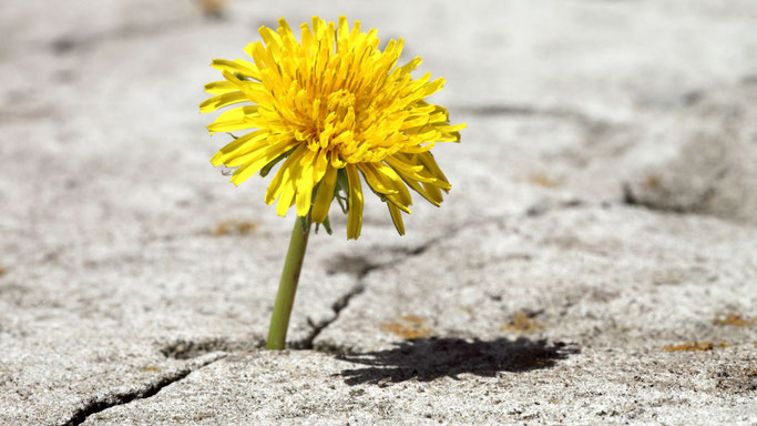 Foto: canva.com