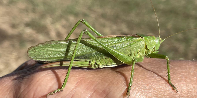 „Dass wir in der Verbundenheit mit allen Lebewesen zu einer universalen Familie werden und die Erde, auf der wir leben, unser gemeinsam bewohntes Haus ist.“ © Rudolf Demerath