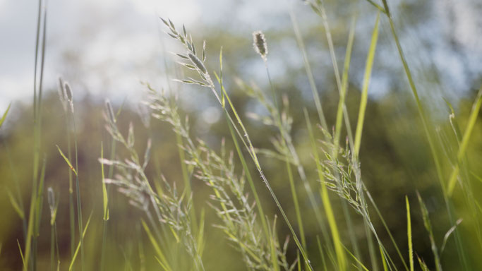 © OT_Grass_Still2 OEKO-TEX®