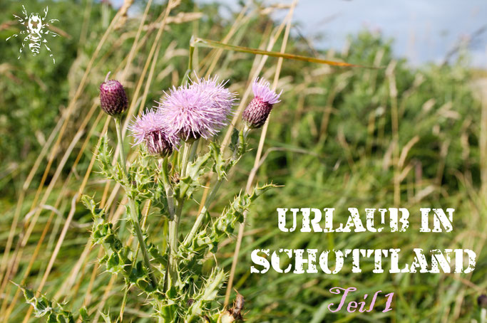 Urlaub in Schottland Teil 1 - Urlaubsfotos Distel - Zebraspider DIY Anti-Fashion Blog