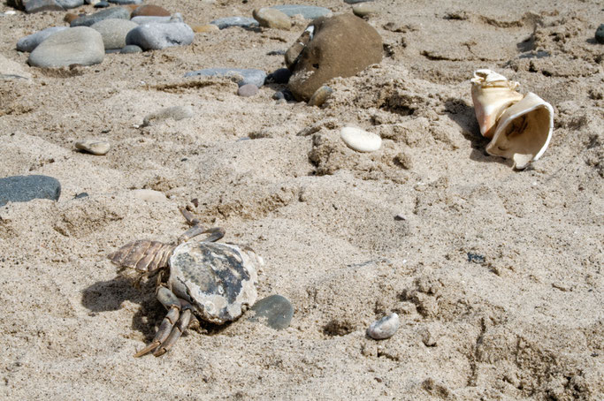 Strandgut und andere Fundstücke - Krebstier Überreste - Zebraspider DIY Anti-Fashion Blog