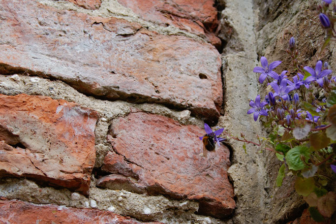 Wie sieht's aus im Garten? - Zebraspider DIY Anti-Fashion Blog