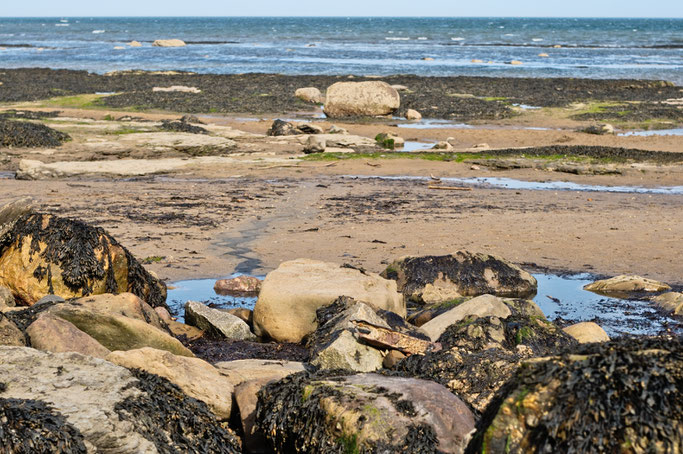 Robin Hood's Bay - Strandfotos und -Outfit - Strand mit Felsen und Algen - Zebraspider DIY Anti-Fashion Blog