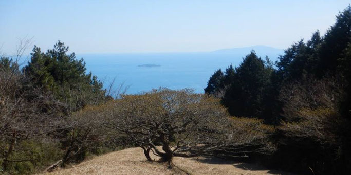 オオバヤシャブシと初島、伊豆大島